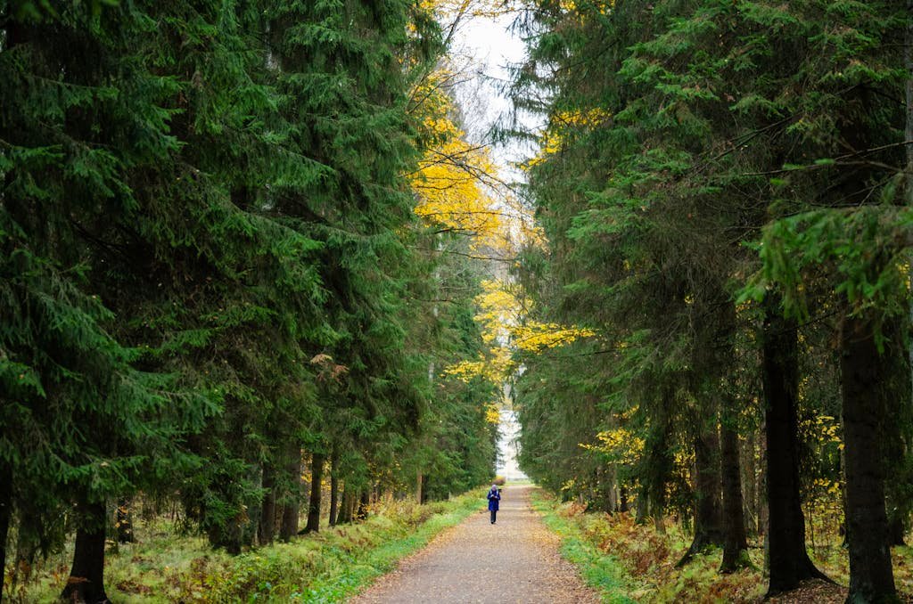 A lone runner jogs through a serene forest path surrounded by autumn foliage.
